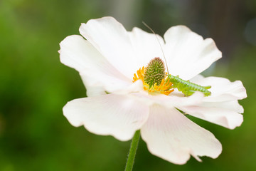 白い花の蜜を吸う小さなバッタ