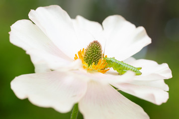 白い花の蜜を吸う小さなバッタ