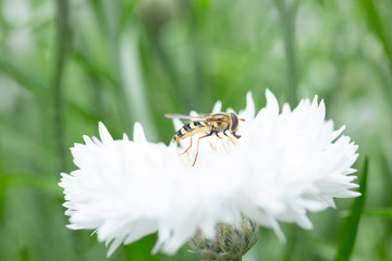 白い花の蜜を吸うミツバチ