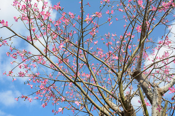 トックリキワタ