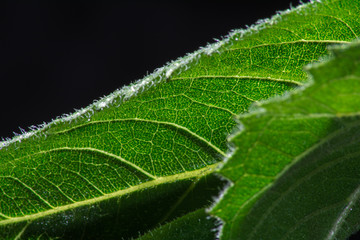 Leaf