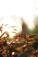 Herbstlicher Fr&uuml;hling