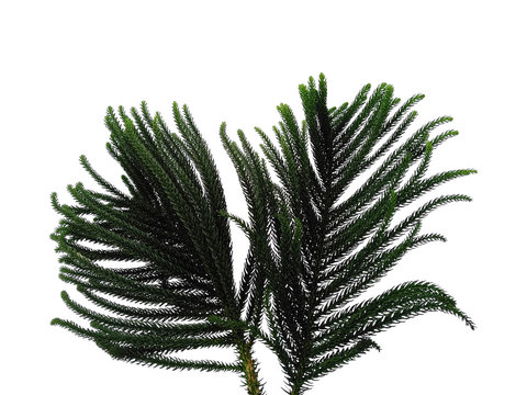 Hoop pine leaves or norfolk island pine leaf on white background. Green leaf isolated on white background.
