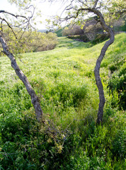 tree trunks, meadow, small trees, oak, countryside, nature