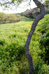 Fototapeta premium trees in the park, park, country, meadow, tree, green, grass