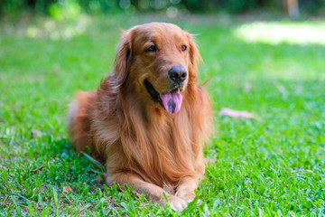 Golden Retriever