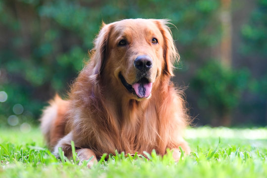 Golden Retriever