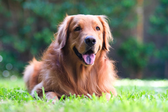 Golden Retriever