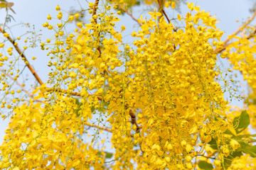 Obraz premium Yellow coon flowers on a blue background