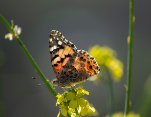 butterfly on flower