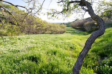 meadow, country, tree, bent tree, oak tree, path, grass, lush