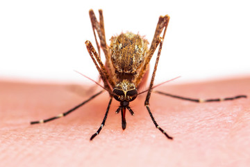 Encephalitis, Yellow Fever, Malaria Disease, Mayaro or Zika Virus Infected Culex Mosquito Parasite Insect Isolated on White Background