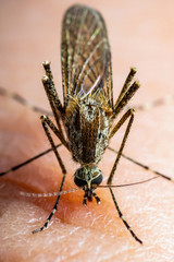 Encephalitis, Yellow Fever, Malaria Disease, Mayaro or Zika Virus Infected Culex Mosquito Parasite Insect on Skin Macro