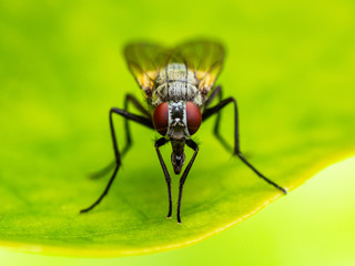 Exotic Drosophila Fruit Fly Diptera Parasite Insect on Plant Leaf Macro