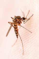 Encephalitis, Yellow Fever, Mayaro, Malaria Disease or Zika Virus Infected Culex Mosquito Parasite Insect on Skin