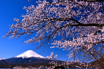 富士山と河口湖の桜
