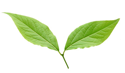 fresh green leaves isolated on white background