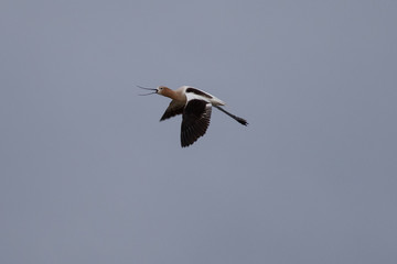 American avocet flying in the wild 