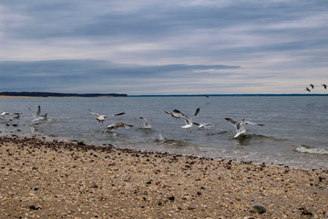 seagulls on the beach
