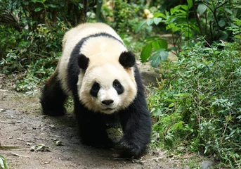 Gardinen Panda Giant panda walking on the ground in the bush  © nd700