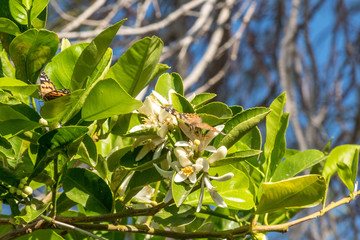 Obraz premium Backyard Blues