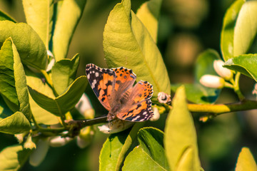 Backyard Blues