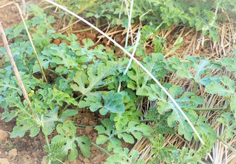 畑で育つスイカのつると葉　