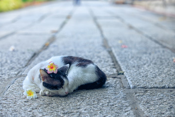Sleeping cat,Cat sleeping in the street,Cat and flower