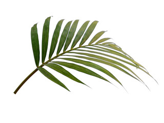 Bamboo palm fresh leaves or palm leaf on white background. Green leaf isolated on white background.