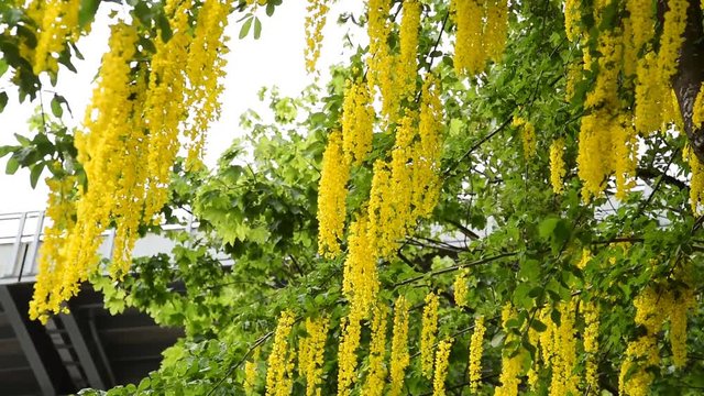 Golden chain   Laburnum vulgare being swung by the gentle outdoor breeze.