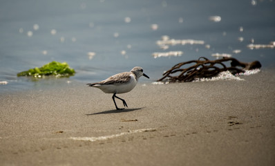 A sandpiper walking on the shore.