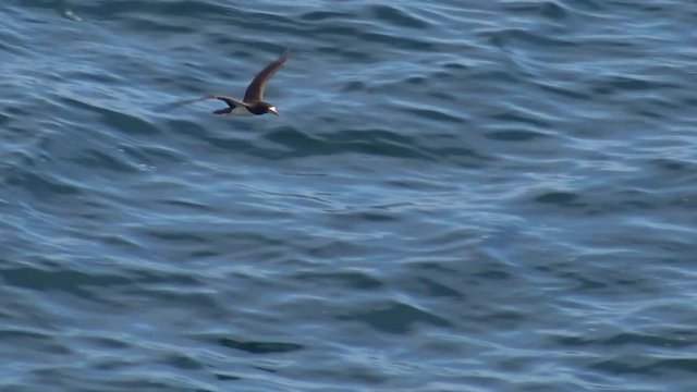 Brown booby soaring along avoiding the breaking waves in slow motion