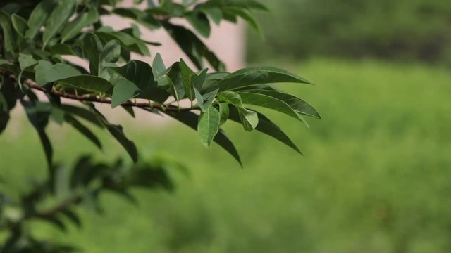 Folhas balan&ccedil;ando ao vento