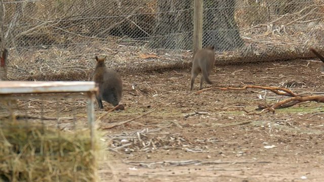 Wallaby's mating at an animal sanctuary. Another male interrupts and causes a scuffle.