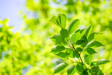 Fototapeta na wymiar Close-up of a fresh green tree branch. 新緑の美しい木の枝のクローズアップ