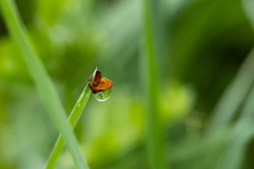 Nature