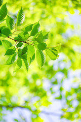 Close-up of a fresh green tree branch.  新緑の美しい木の枝のクローズアップ