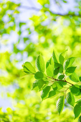 Close-up of a fresh green tree branch.  新緑の美しい木の枝のクローズアップ