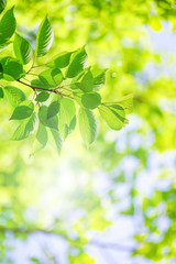 Fototapeta na wymiar Close-up of a fresh green tree branch. Image with sunlight.　 新緑の美しい木の枝のクローズアップ。太陽光のある画像
