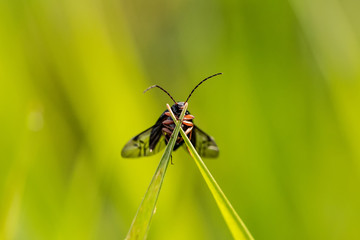 Naklejka premium Nature