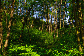 Mixed forest.  雑木林