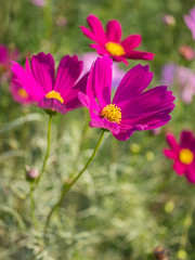 Pink Cosmos flower