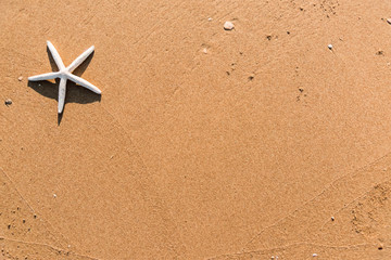 Sandy beach with a starfish