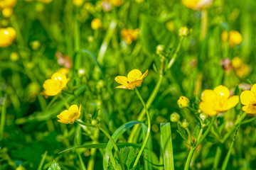 Bright flowers of a yellow dandelion in a field.