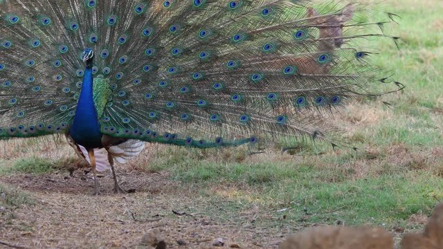 The male Indian peacock is a beautiful tail showing for female peacock during the breed by revolve around,and the coexistence with deer in nature.
