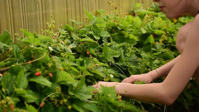Girl picking strawberries in the garden