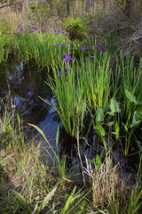 Purple iris flowers growing wild in Louisiana bayou swamp water