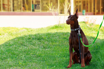 dog breed Doberman Pinscher