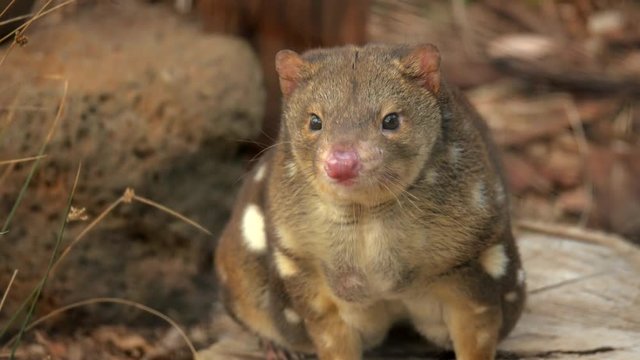 Endangered Tiger Quoll sniffing the air for scents.