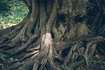 円山原始林の大木（A large tree in the Maruyama primitive forest）